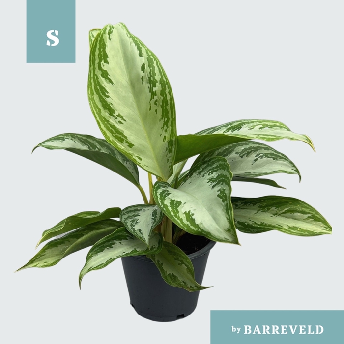 <h4>Aglaonema Silver Bay</h4>