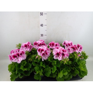 Pelargonium gran.   ..