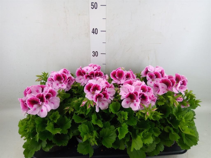<h4>Pelargonium gran.   ..</h4>