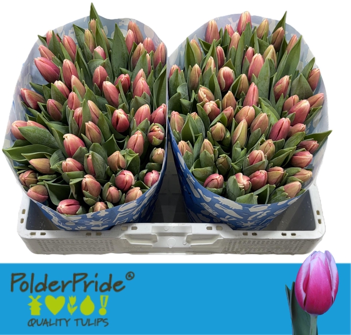 <h4>TU EN UNIVERSUM</h4>