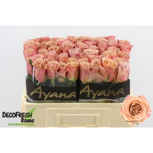 Rosa large moccachino