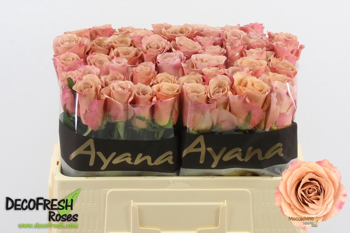 <h4>Rosa large moccachino</h4>