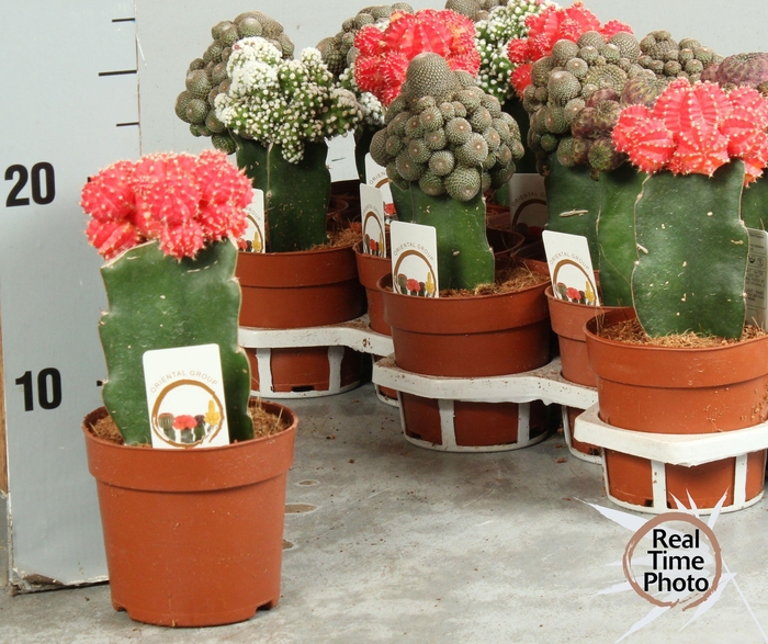<h4>CACTUS GEM</h4>
