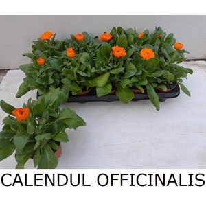 CALENDUL OFFICINALIS