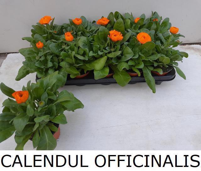<h4>CALENDUL OFFICINALIS</h4>