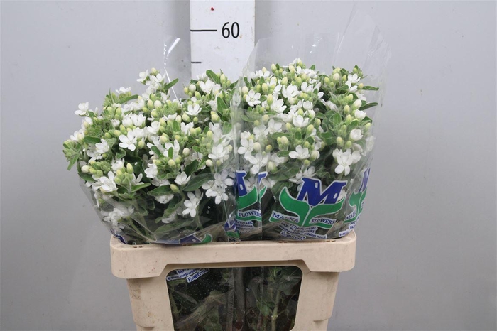 <h4>Oxy Co Perf Whi Harm</h4>