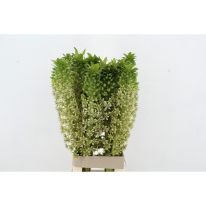 EUCOMIS SEEDS SPECIAL