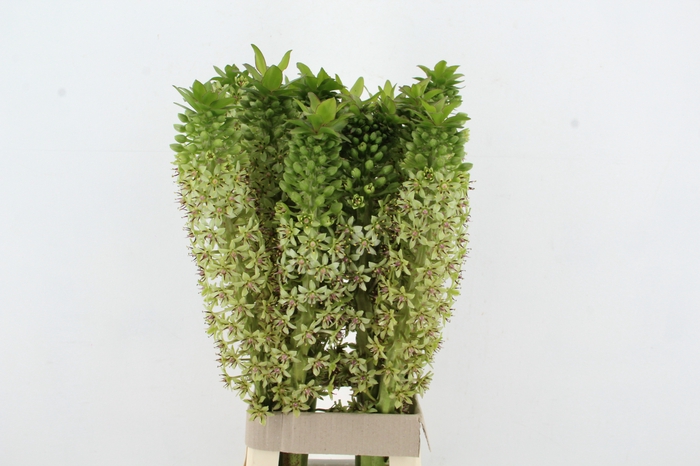 <h4>EUCOMIS SEEDS SPECIAL</h4>