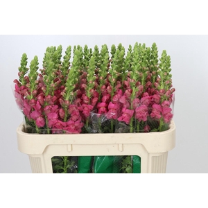 Antirrhinum Avignon Rose