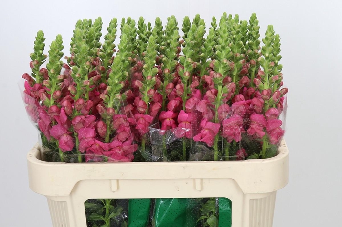 <h4>Antirrhinum Avignon Rose</h4>