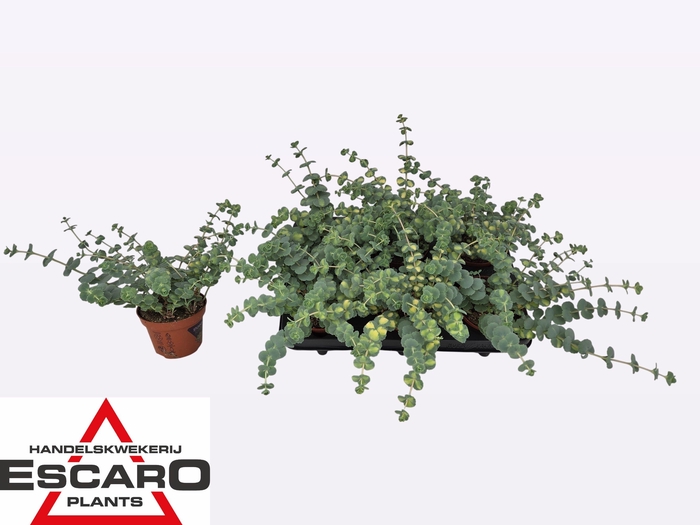 <h4>SEDUM SI MEDIOVARIEG</h4>