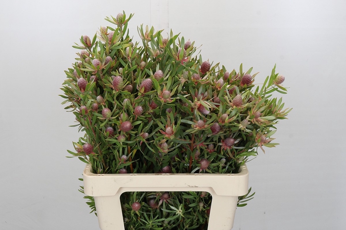 <h4>Leucadendron Ayoba Star Pearl</h4>