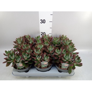 Echeveria pulvinata 'Devotion'