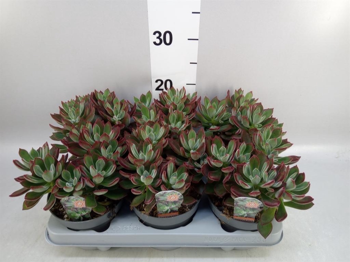 <h4>Echeveria pulvinata 'Devotion'</h4>