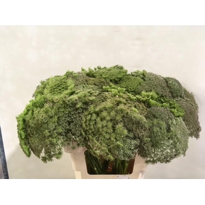 AMMI VIS CASABLANCA ZAADDOOS