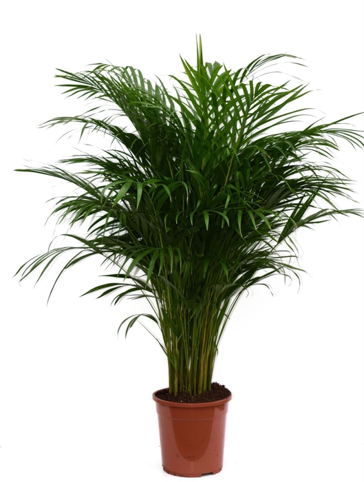 <h4>Dypsis lutescens</h4>