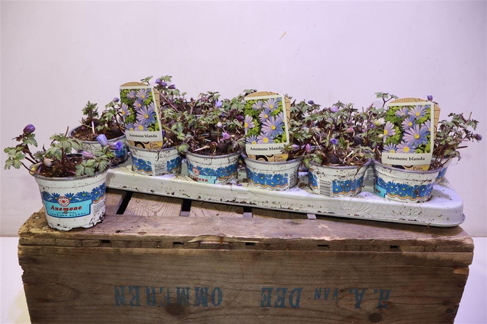 <h4>Anem Bl Blue Shades</h4>