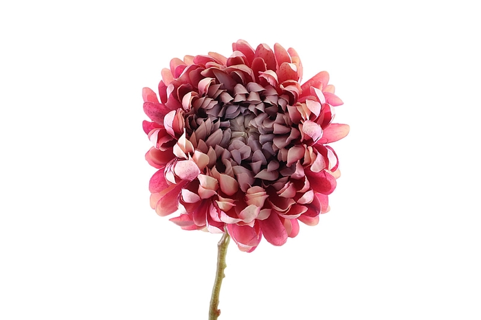 <h4>Chrysanthemum Mauve Cream FL440197MAU</h4>
