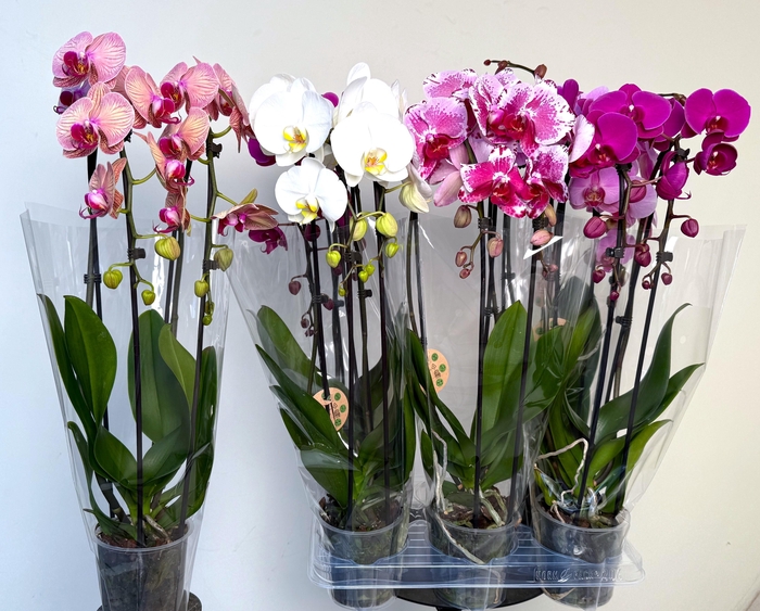 <h4>PHAL EL CASCADE</h4>