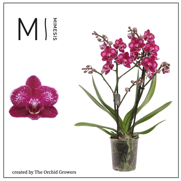 <h4>Mimesis Phal. Rubion - 2 spike 9cm</h4>