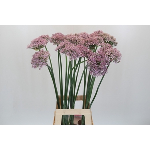 Allium Pink Jewel