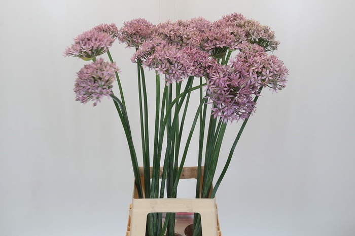 <h4>Allium Pink Jewel</h4>