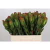 Leucadendron Laurel Yellow