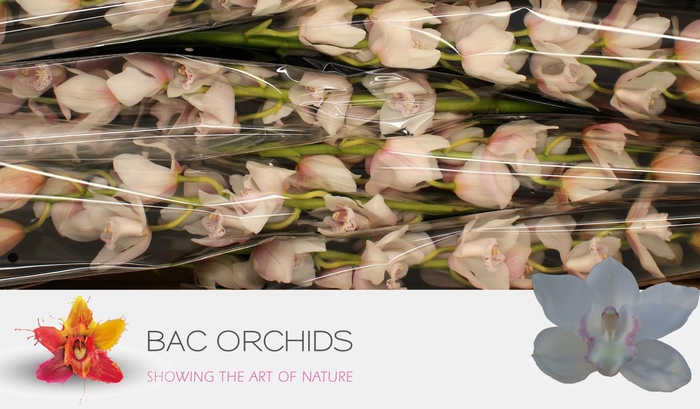 <h4>CYMB T SNOWCASTLE</h4>