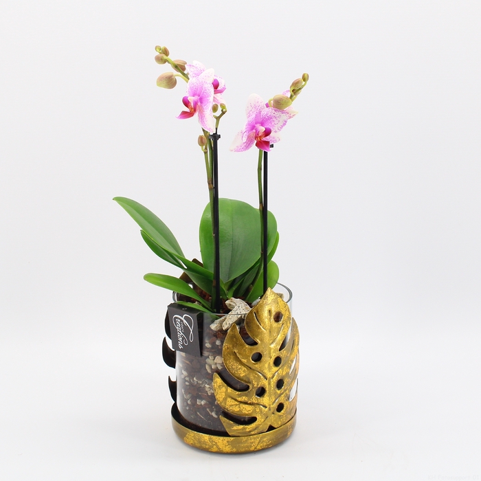 <h4>PHAL-2417RZ Phalaenopsis creatie</h4>