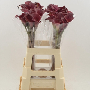 Calla Red Charm | Dubbelbloemig