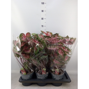 Caladium  'Carolyn Whorton'
