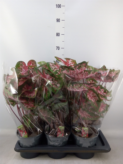 <h4>Caladium  'Carolyn Whorton'</h4>