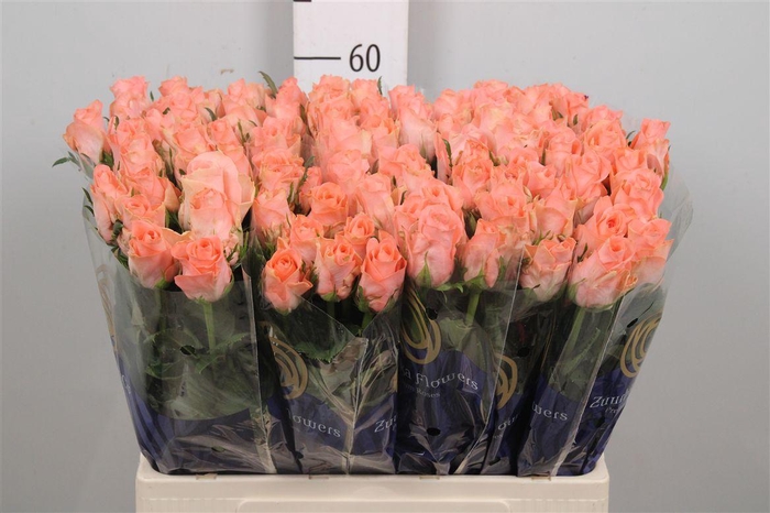 <h4>R Gr Kiss 2u</h4>