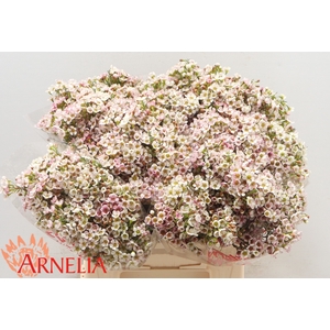 Chamelaucium Morning Delight