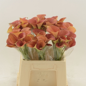 Calla Sunset Passion