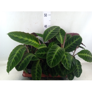 Calathea warscewiczii