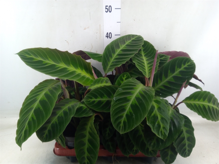 <h4>Calathea warscewiczii</h4>