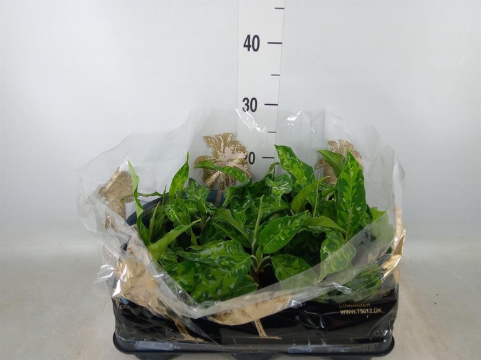 <h4>Aglaonema ...</h4>