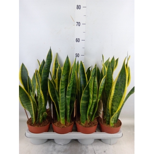Sansevieria trifa. 'Laurentii'