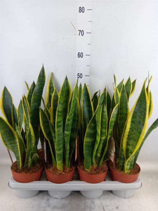 <h4>Sansevieria trifa. 'Laurentii'</h4>