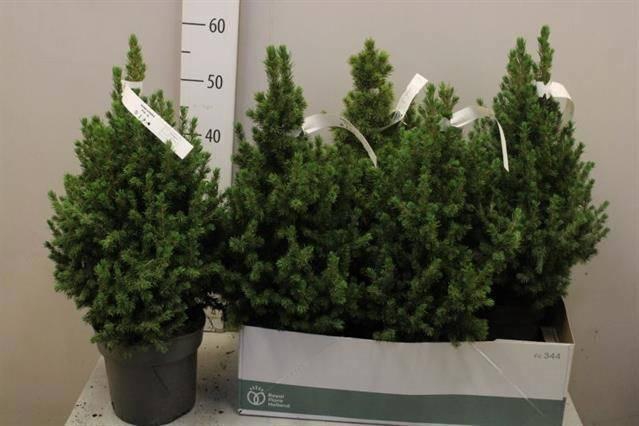 <h4>PICEA GL CONICA</h4>