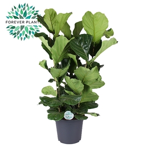 Ficus Lyrata, 3pp, p35