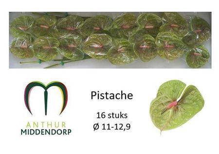 <h4>Anth A Pistache</h4>