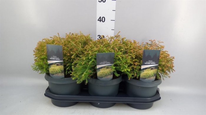 <h4>Thuja occid. 'Golden Tuffet'</h4>
