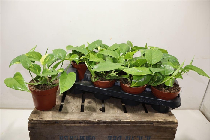 <h4>Epipr Aureum</h4>