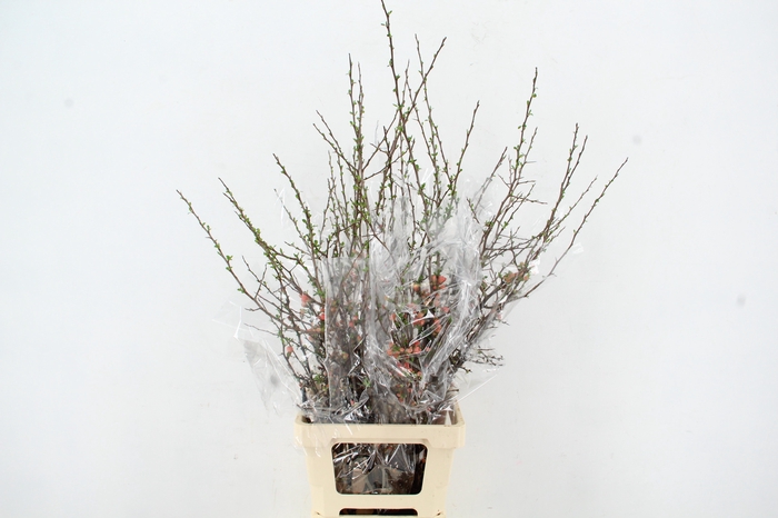 <h4>CHAENOMELES SUPERBA PINK 070CM</h4>