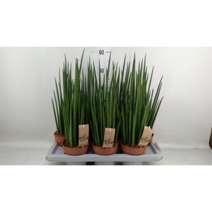 Sansevieria bacularis
