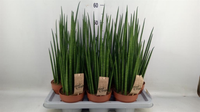 <h4>Sansevieria bacularis</h4>