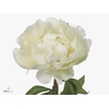 Paeonia Ivory Victory