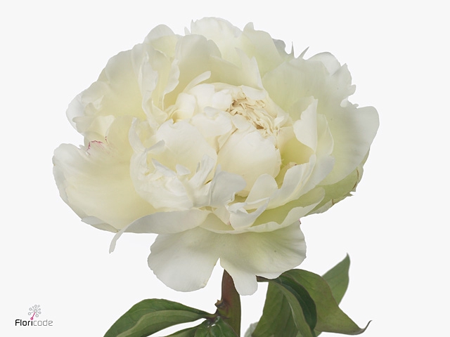 Paeonia Ivory Victory